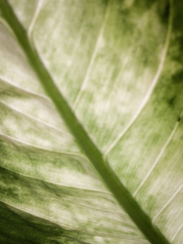 NATUREZA TRANSLUCIDA II