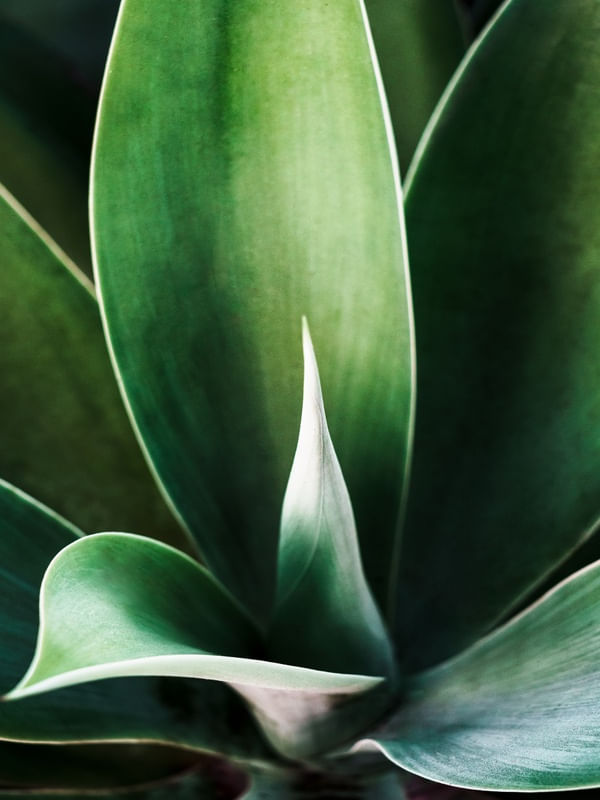 ATTENUATA