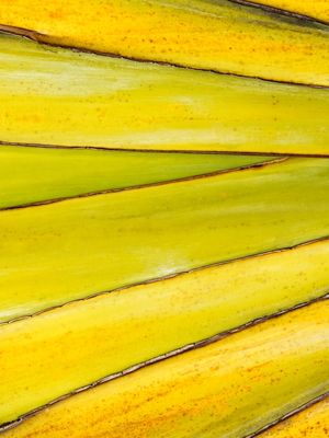 TROPICAL AMARELO
