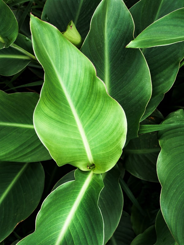 FOLHAGEM TROPICAL I