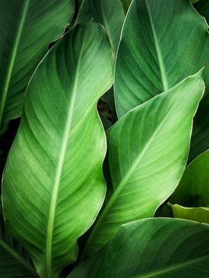 FOLHAGEM TROPICAL II
