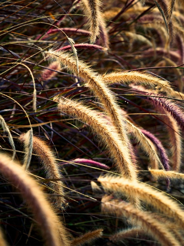POACEAE