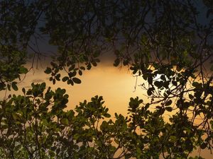 FOLHAS AO SOL