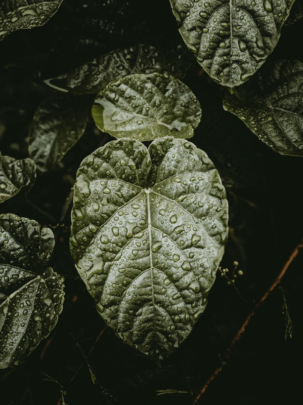 DESATURATED GREEN