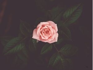 AMOR ROSÉ