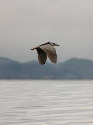 THE ONLY BIRD