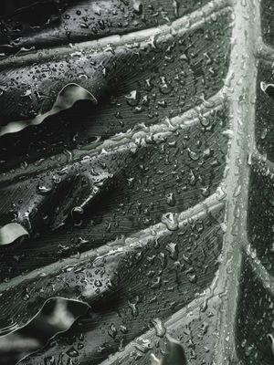DETALHES EM FOLHA E GOTAS