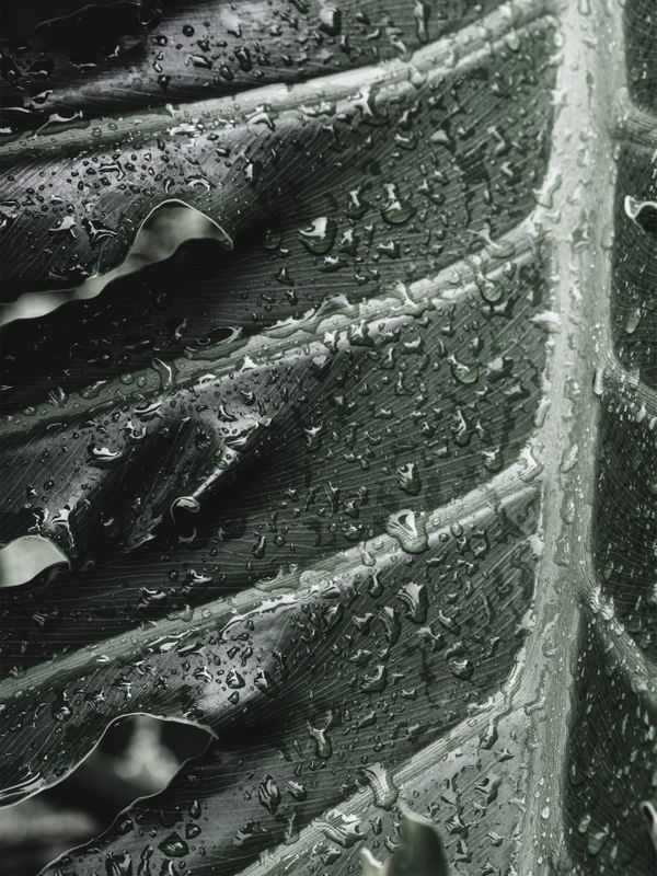 DETALHES EM FOLHA E GOTAS