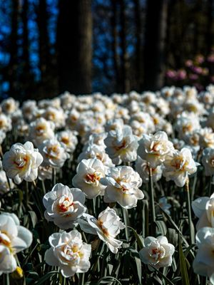 CAMPO DE FLORES BRANCAS 2