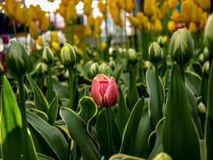 DESABROCHAR DA TULIPA
