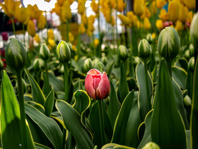 DESABROCHAR DA TULIPA