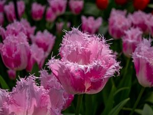 TULIPA DESFIADA