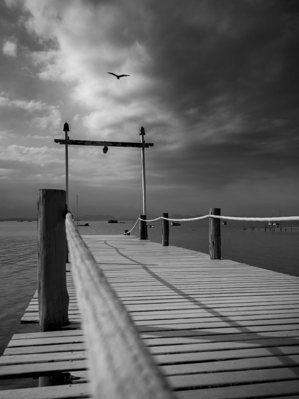 BLACK BIRD ALONE