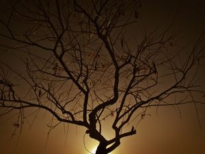 SUNRISE TREE