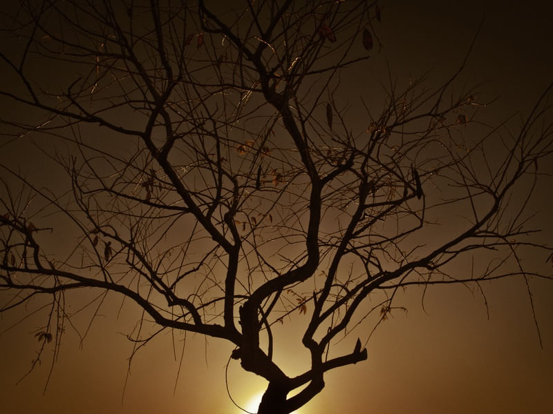 SUNRISE TREE