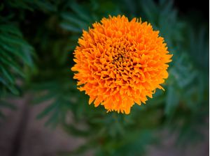 FLOR LARANJA DETALHADA