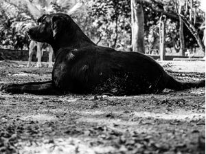 CACHORRO ATENTO