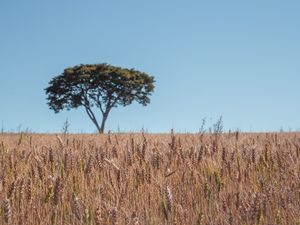 PLANTAÇÃO DE ARROZ