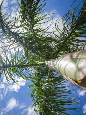 TROPICAL PRA CIMA