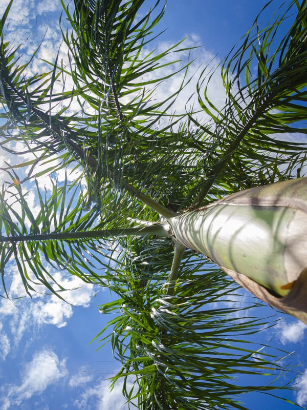 TROPICAL PRA CIMA