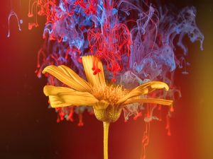 FLOWER COLORED SMOKE