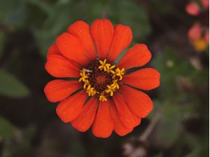 PÉTALAS CARMESIM