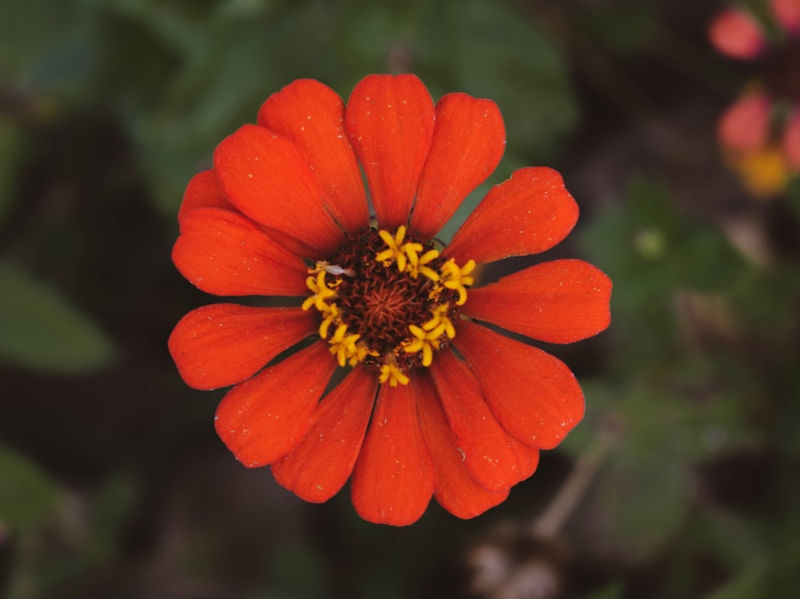 PÉTALAS CARMESIM