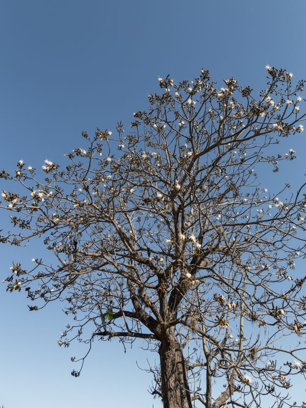 GALHOS DE PAINEIRA