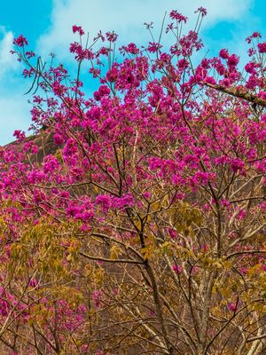 IPE ROSA E O CEU