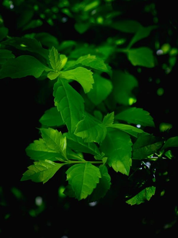 FOLHAS NO JARDIM