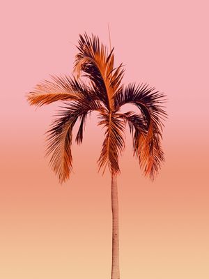 PALM TREE SUNSET