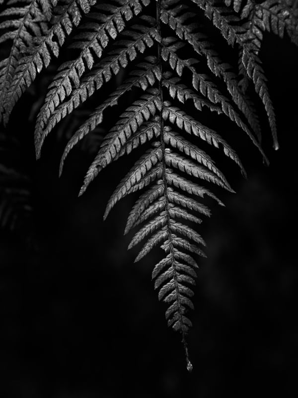 SAMAMBAIA BLACK