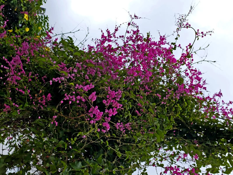 FLOR NO CÉU