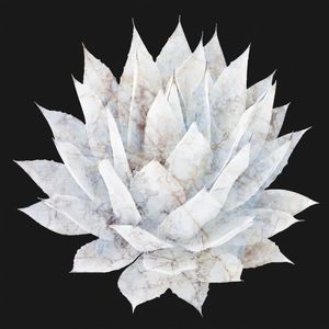 AGAVE 04