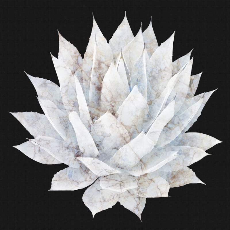 AGAVE 04