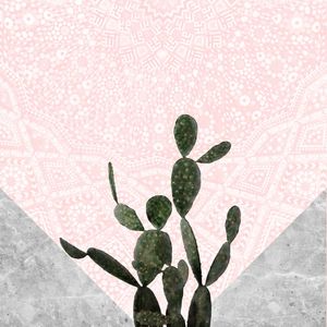 CACTUS 08