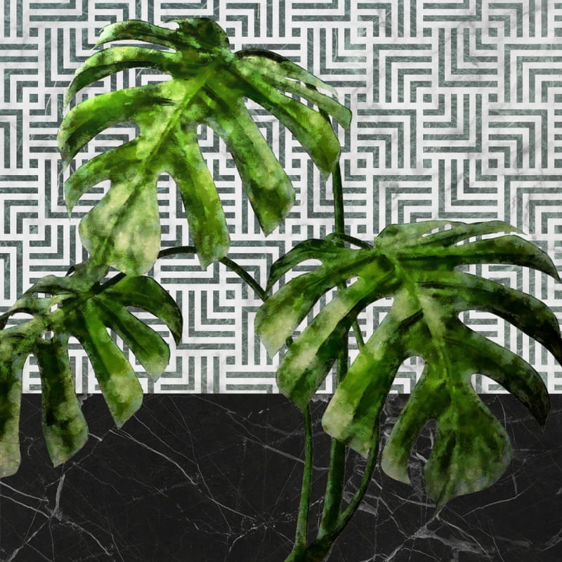MONSTERA 11