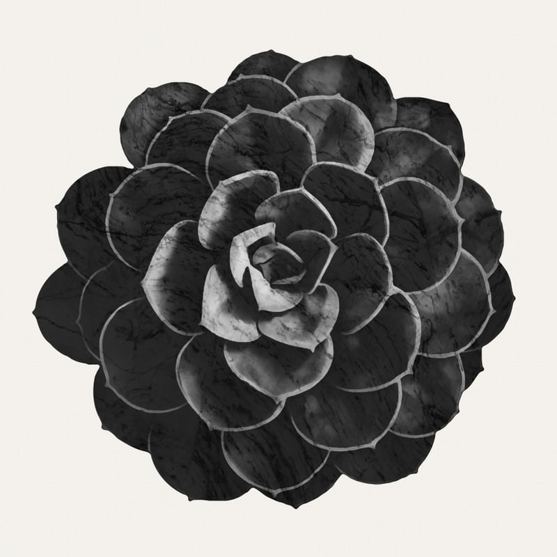 BLACK SUCCULENT ON WHITE