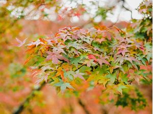 FOLHAS DE OUTONO KYOTO