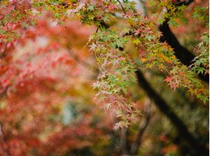 FOLHAS DE OUTONO EM KYOTO 2