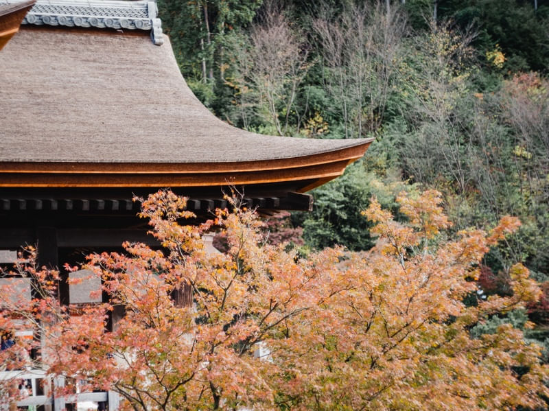 OUTONO NO KYOMIZUDERA