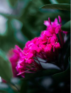 CLOSE DA FLOR