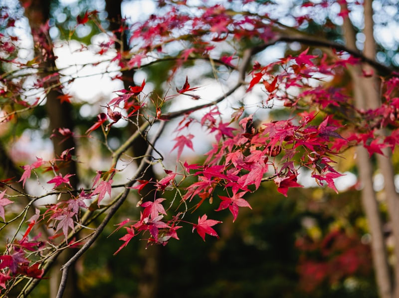 FOLHAS DE OUTONO EM KYOTO 3