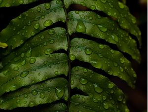 DETALHES DA CHUVA NAS FOLHAS