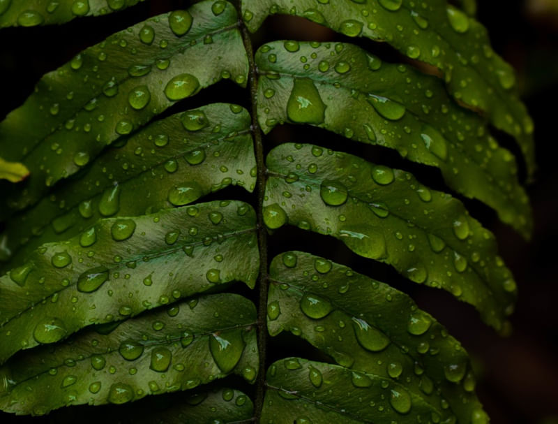 DETALHES DA CHUVA NAS FOLHAS
