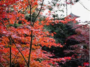 FOLHAS DE OUTONO EM KYOTO 4