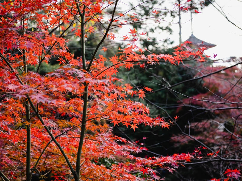 FOLHAS DE OUTONO EM KYOTO 4