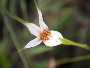 FLOR BRANCA NO CAMINHO