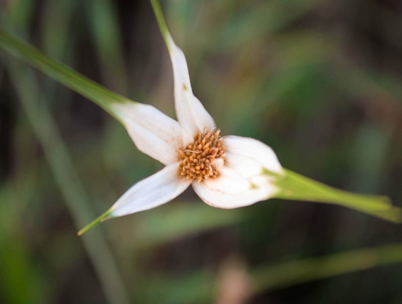 FLOR BRANCA NO CAMINHO