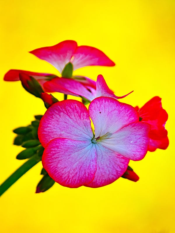 FLOR DO CAMPO 01